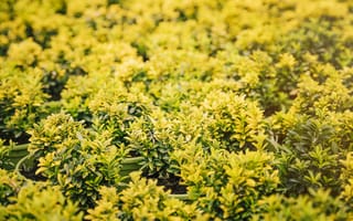 Картинка растения, зелень, природа, фотообои, ландшафт, сад, цветы