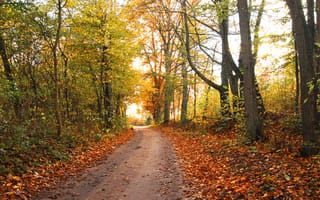 Картинка осень, лес, дорога, природа, пейзаж, деревья, листья