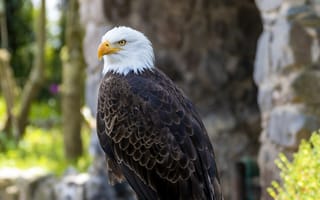 Картинка орел, птица, природа, дикая природа, животные, фото, обои