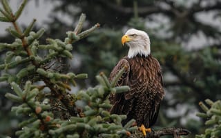 Картинка орел, природа, птица, лес, животные, фотография, деревья