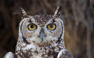 Картинка сова, птица, глаза, природа, дикая природа, фото, обои