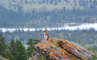 Картинка природа, животные, горы, скала, пейзаж, снег, лес