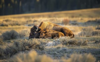 Картинка бизон, мать, детеныш, природа, пейзаж, животные, мягкий свет