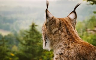 Картинка рысь, природа, пейзаж, животные, лес, горы, дикая природа