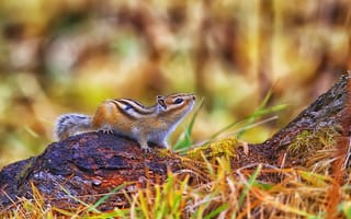 Картинка белка, природа, животные, лес, фотография, пейзаж, млекопитающее