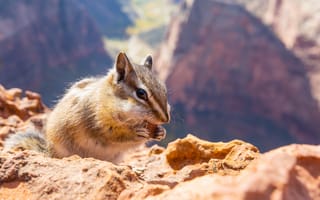 Картинка белка, природа, горы, животные, ландшафт, пейзаж, камни