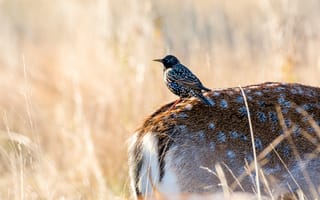 Картинка птица, олень, природа, животные, пейзаж, лето, фото