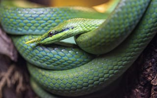 Картинка змея, зеленый, природа, рептилия, животное, фото, обои