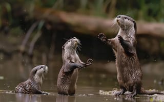 Картинка выдры, животные, природа, вода, семья, младенцы, веселье