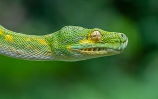 Картинка змея, природа, животные, зеленый, фото, макро, экзотика