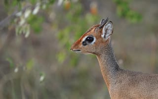 Картинка антилопа, природа, животные, дикое, фотография, пейзаж, зеленый