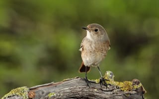 Картинка птица, природа, фото, животные, дерево, пейзаж, красота