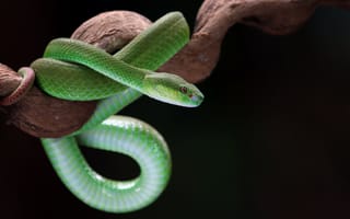 Картинка змея, зеленая, природа, животные, фото, обои, тропики