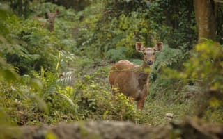 Картинка олень, природа, лес, животные, дикая природа, фотография, зеленый