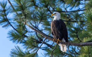 Картинка орел, природа, дерево, птица, пейзаж, синий, ветка