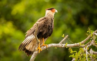 Картинка орел, птица, природа, дерево, животное, фото, обои