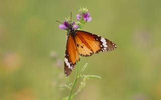 Картинка бабочка, цветы, природа, лето, красота, флора, насекомые