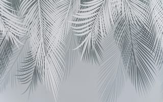 Картинка листья, пальмы, обои, природа, минимализм, декор, фоновое изображение