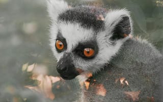 Картинка лемур, животные, природа, глаза, черно-белый, фото, обои