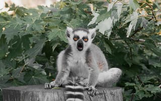 Картинка лемур, животные, природа, зелень, дерево, зверь, фото