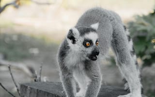 Картинка лемур, животные, природа, фотография, дикие, зеленый, лес