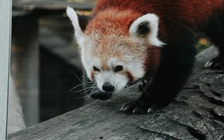 Картинка панда, животные, природа, лес, млекопитающее, красная панда, зоопарк