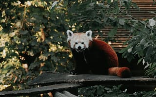 Картинка панда, животные, природа, лес, красный, зеленый, зверь