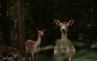 Картинка олени, природа, лес, животные, дикие, фотография, пейзаж