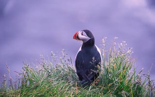 Картинка птица, пухляк, природа, берег, трава, океан, пейзаж