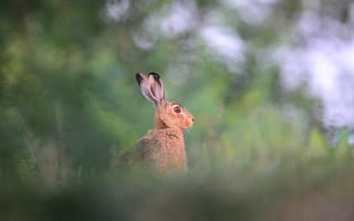 Картинка заяц, природа, животные, лес, дикие животные, фото, пейзаж