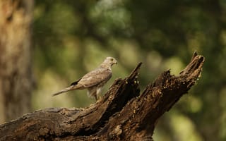 Картинка птица, природа, лес, орел, дерево, животные, фотография