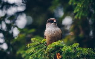 Картинка птица, природа, лес, ветка, фото, животные, красота