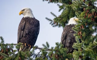 Картинка орлы, природа, деревья, птицы, животные, пейзаж, фауна