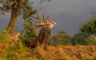 Картинка олень, природа, животные, лес, пейзаж, осень, фауна