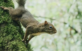 Картинка белка, дерево, природа, лес, животные, мох, дикая природа
