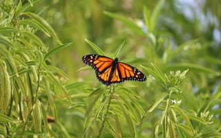Картинка бабочка, природа, зелень, цветы, лето, красота, фотография