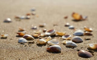 Картинка ракушки, пляж, песок, природа, море, лето, отдых
