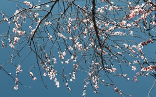 Картинка цветы, весна, дерево, небо, природа, пейзаж, розовый