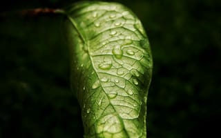Картинка лист, капли, природа, зелень, макро, вода, фото