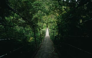 Картинка мост, лес, природа, пейзаж, зелень, пешеходный, путешествие, тропа