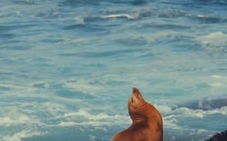 Картинка морской котик, океан, природа, животные, пейзаж, камни, вода