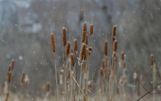 Картинка природа, зима, растения, снег, пейзаж, травы, фото