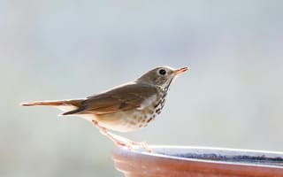 Картинка птица, природа, фото, обои, животные, пейзаж, красота