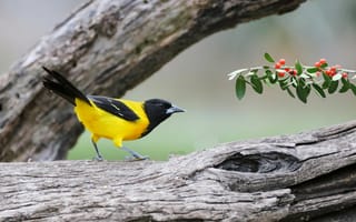 Картинка птица, желтый, черный, природа, ветка, фото, обои