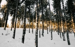 Картинка лес, зима, снег, деревья, природа, пейзаж, свет