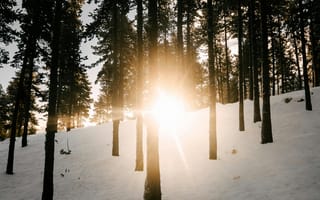 Картинка лес, солнце, зима, снег, деревья, природа, пейзаж