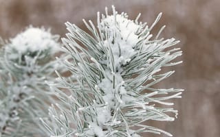 Картинка зима, снег, елка, природа, холод, лес, пейзаж