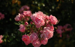 Картинка цветы, розы, природа, красота, сад, лето, пейзаж