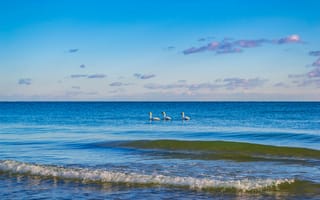 Картинка море, лебеди, пейзаж, небо, волны, природа, отдых