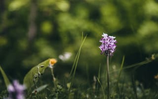 Картинка цветы, природа, орхидеи, зелень, лето, пейзаж, красота